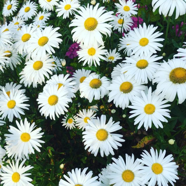 Dans la série des portraits de fleurs...
Miss Daisy et ses copines les marguerites 🤩(selfie beauté pris par moi dans un jardin de Bretagne)

Dommage qu’elles ne soient pas parfumées...mais comme ça, je peux laisser libre cours à mon imagination 🧐

🌼Des fleurs qui ont l’air de se marrer comme ça toute la journée pourraient sentir bon le citron, la pêche et pourquoi pas le jasmin...la bonne humeur quoi ! 

🎵Elles pourraient chanter «Monaco » de @bon_entendeur en nous contant fleurette...
(Image 2)

🍿Et si elles pouvaient parler elles nous raconteraient sans doute l’histoire du film...Little Miss Sunshine, le Road trip d’une famille américaine déjantée un peu, beaucoup, à la folie, passionnément. Un film pour toute la famille justement, sans prétention et qui fait sourire...comme nos reines de beauté du jour ! 
(Image 3)

#marguerite 
#daisyflowers 
#parfum