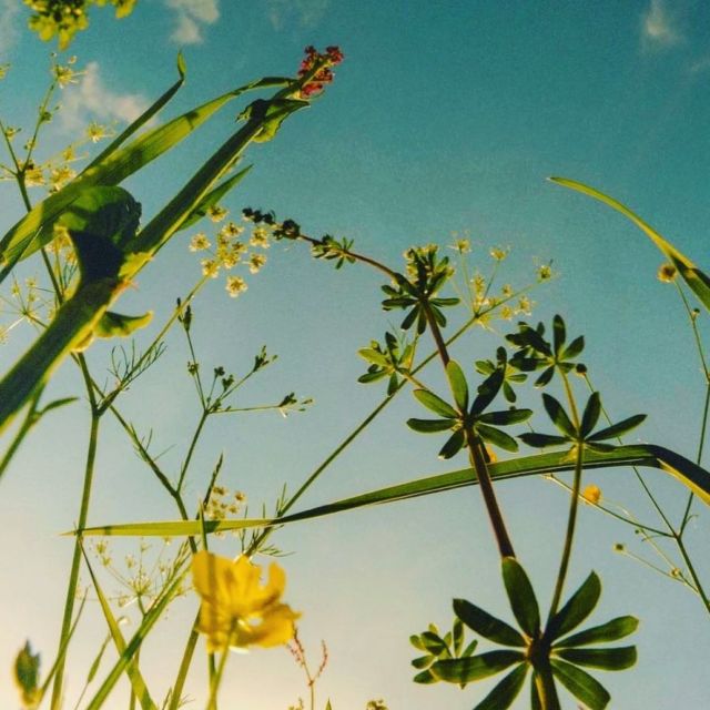 Flower power by @lavinia_cernau 🤩