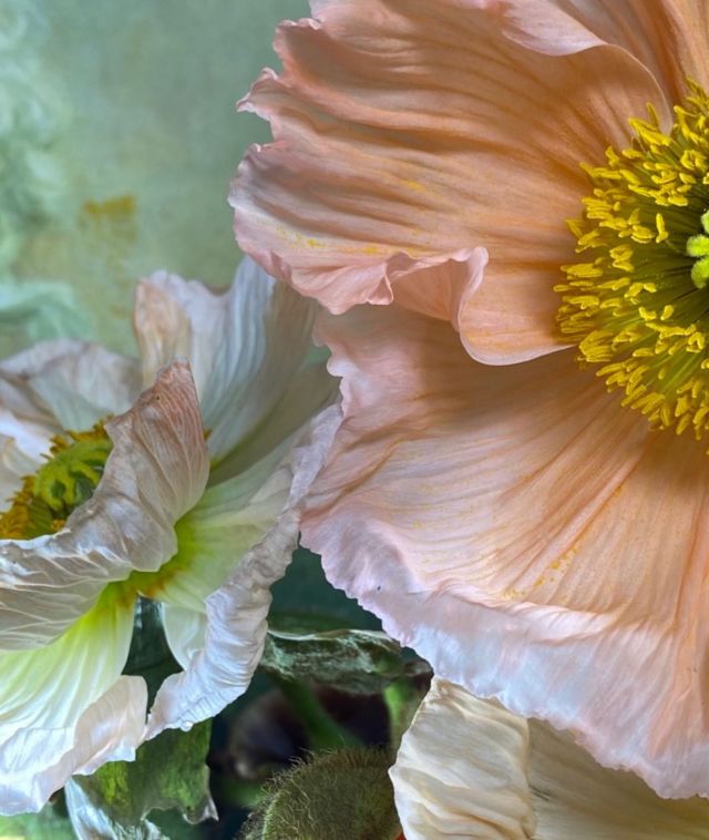 Coup de 🌸 par @manonpaardenkooper