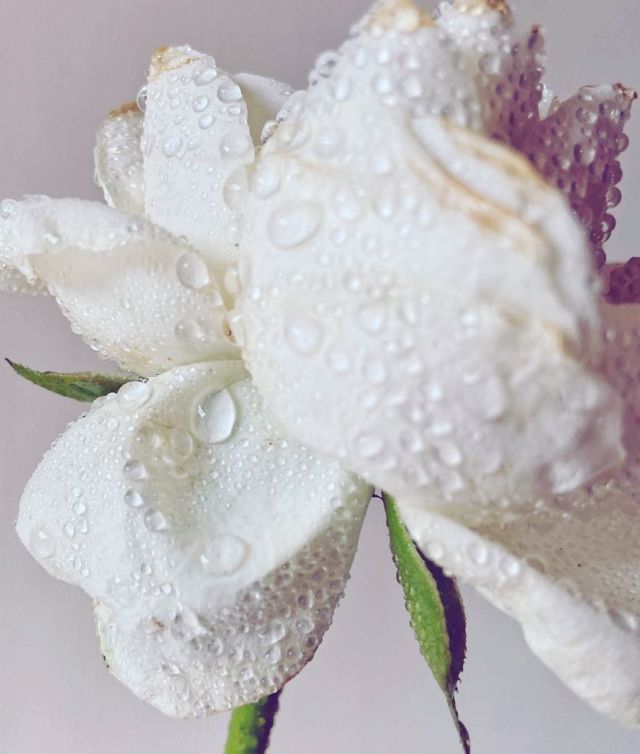 Coup de 🌸 pour cette « wet rose » par @imdad_barbhuyan dans la série Anatomy of a flower…on était fait pour s’entendre ! 

Une image douce et délicate, comme l’eau de rose dont on s’asperge en rentrant de la plage, sur une peau qu’on a un peu trop laisser dorer…Comme une envie de retenir l’été ☀️