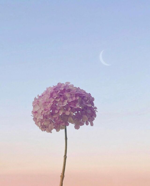 Coup de 🌸 pour cette Moon Flower by @in_somnia_